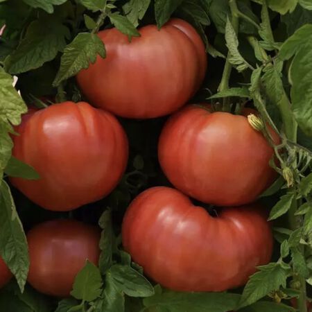 Blushing Star, (F1) Tomato Seeds - Packet image number null